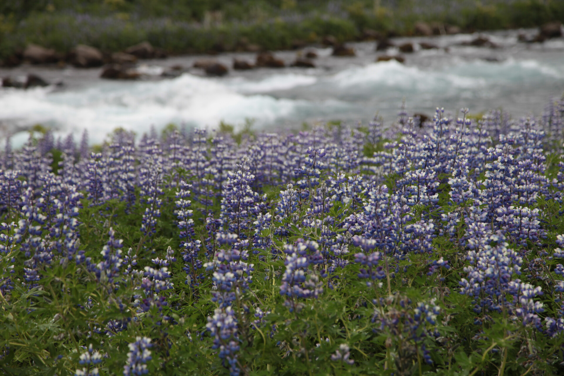 IMG_4105.JPG_compressed
